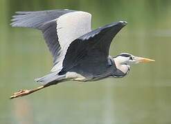 Grey Heron