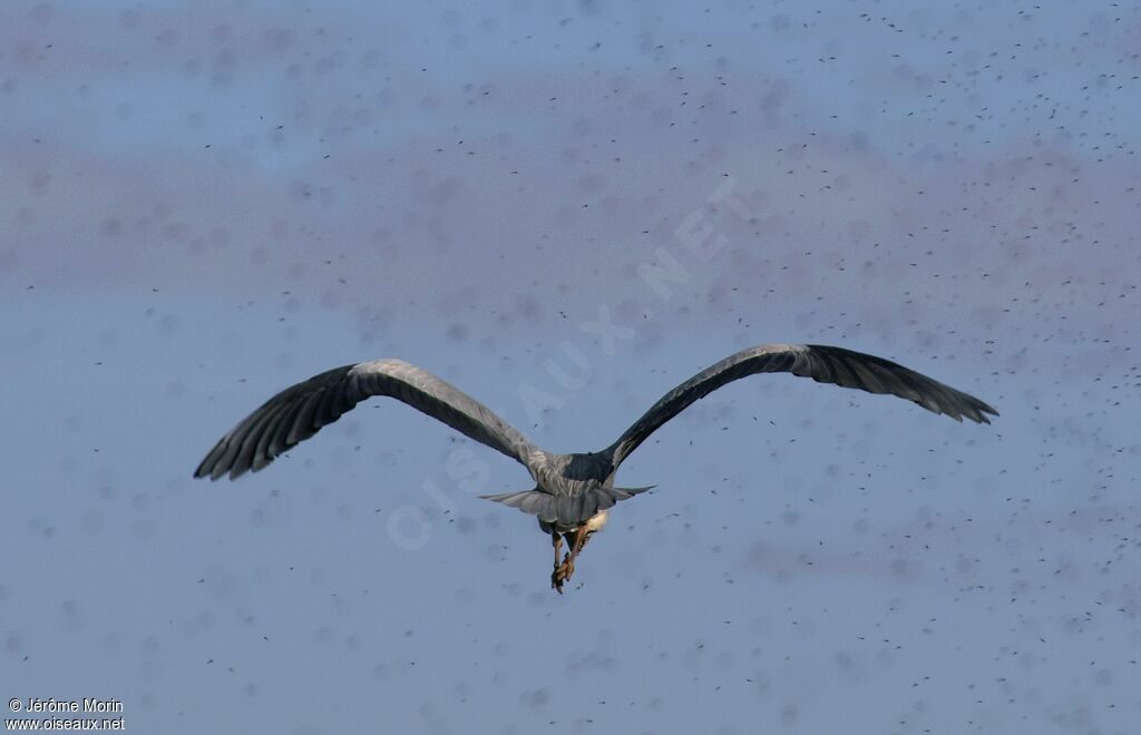 Grey Heronadult, Flight