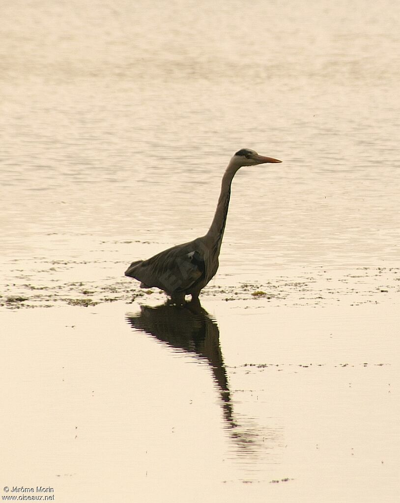 Grey Heronadult, identification, Behaviour