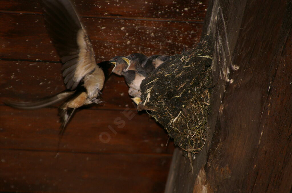 Barn Swallowjuvenile