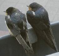 Barn Swallow