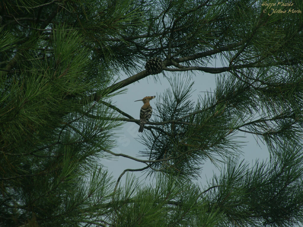 Huppe fasciéeadulte, identification