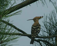 Eurasian Hoopoe