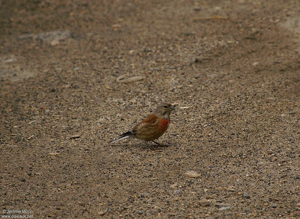 Common Linnet male adult, identification