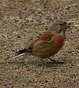 Common Linnet