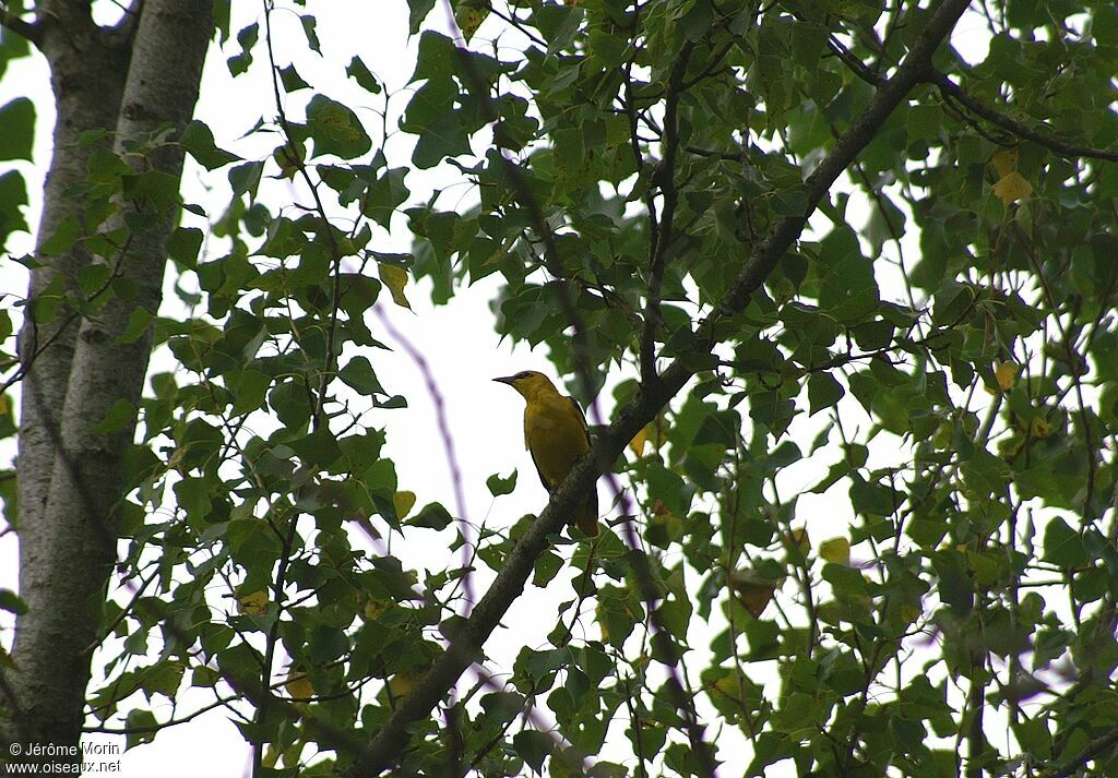 Loriot d'Europe mâle adulte, identification