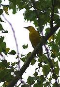 Eurasian Golden Oriole