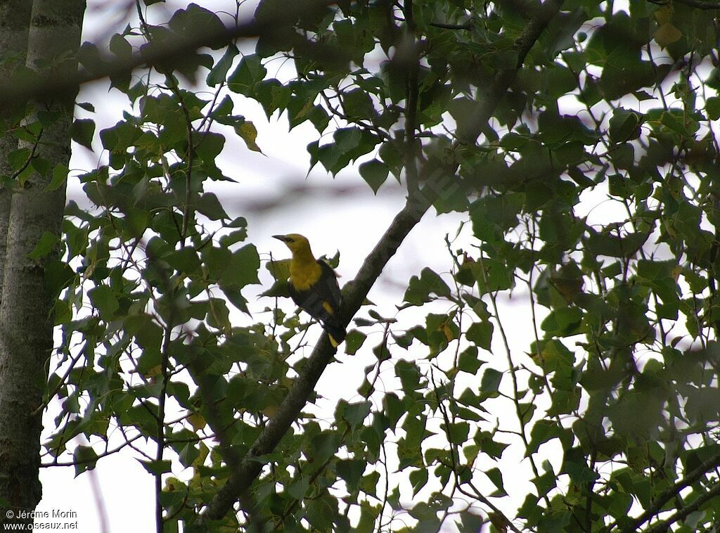 Eurasian Golden Oriole male adult, identification