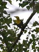 Eurasian Golden Oriole