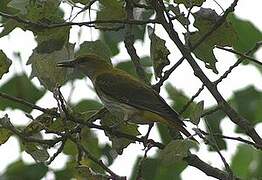 Eurasian Golden Oriole