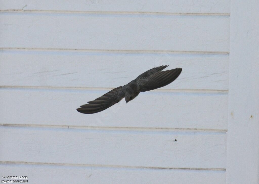 Common Swiftadult, Flight