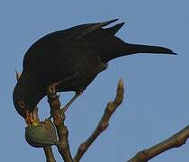 Common Blackbird