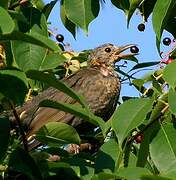 Common Blackbird