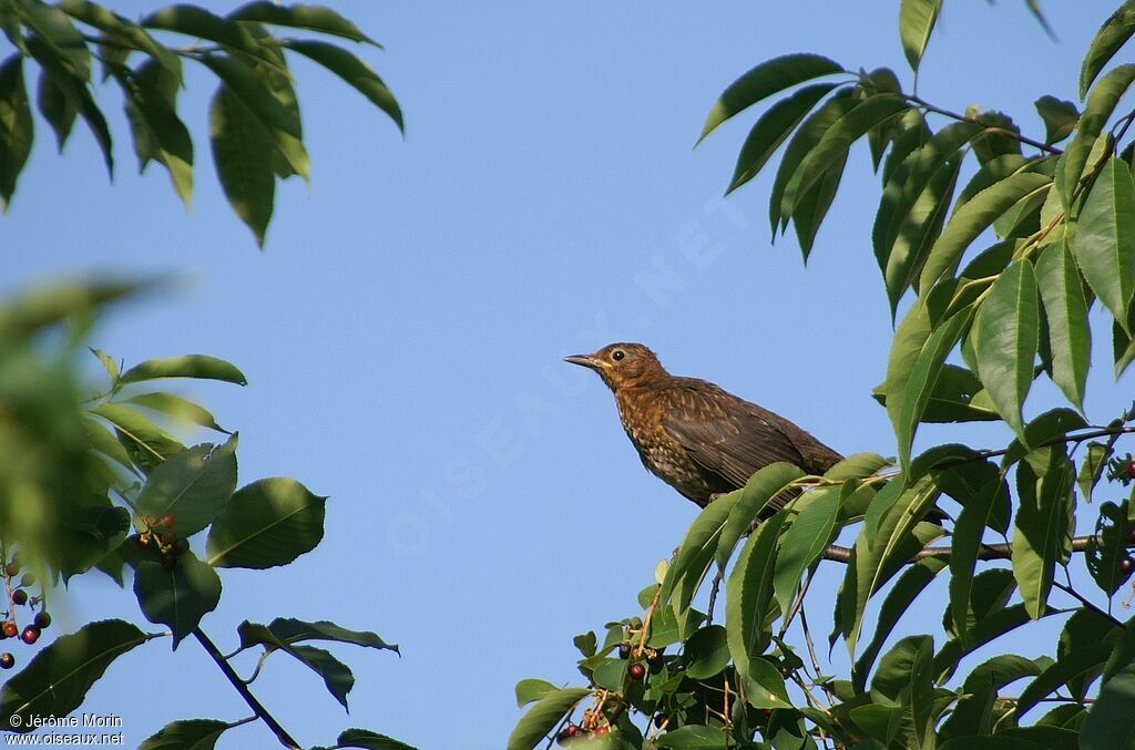 Common Blackbird female adult, identification