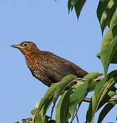 Common Blackbird