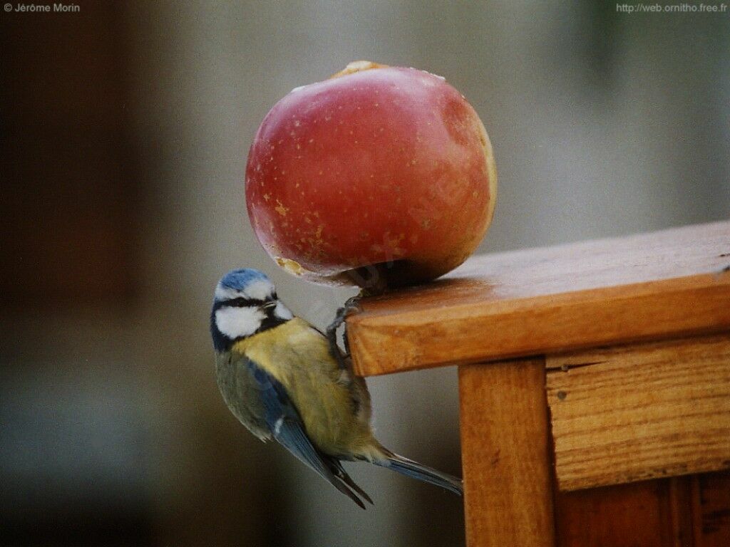 Mésange bleueadulte, identification, Comportement