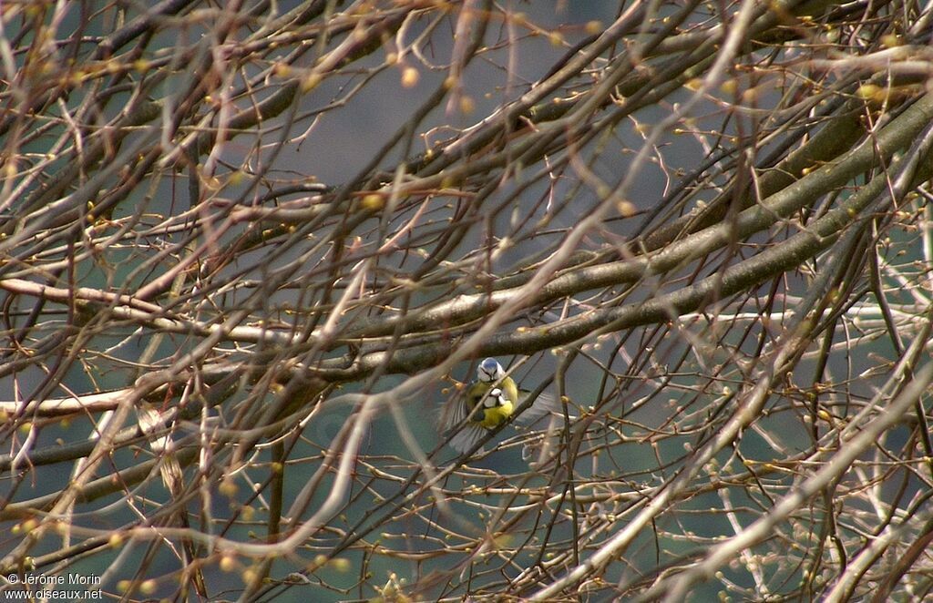 Eurasian Blue Tit adult, Reproduction-nesting, Behaviour