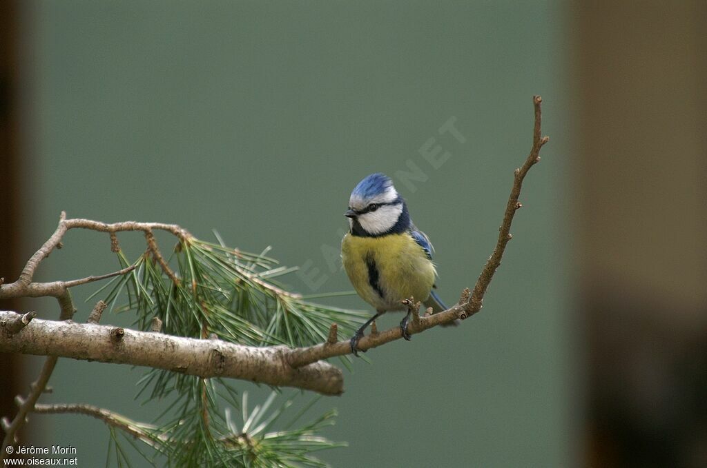 Eurasian Blue Titadult, identification