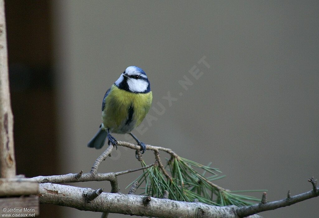 Eurasian Blue Titadult, identification