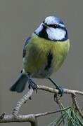 Eurasian Blue Tit