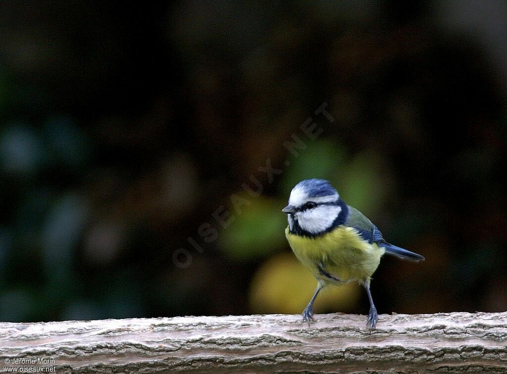 Eurasian Blue Titadult, identification