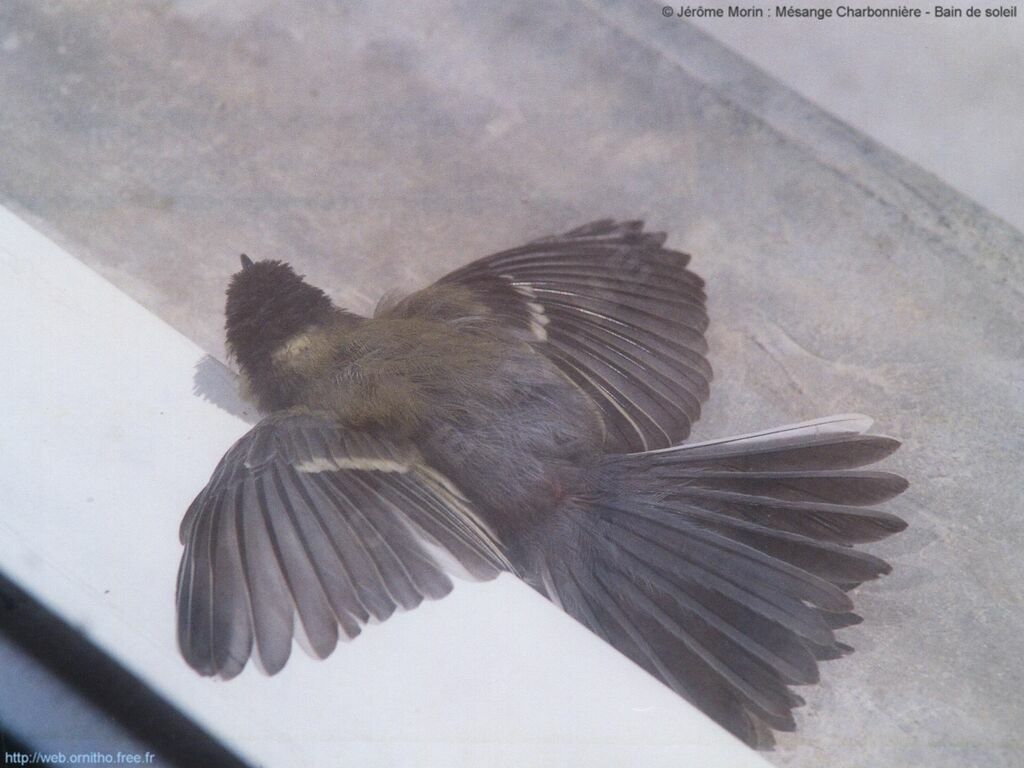 Mésange charbonnièreadulte, Comportement