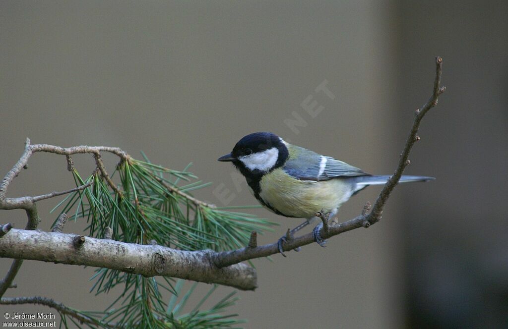 Mésange charbonnièreadulte, identification