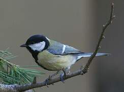 Great Tit