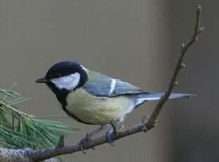 Mésange charbonnière