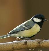 Great Tit