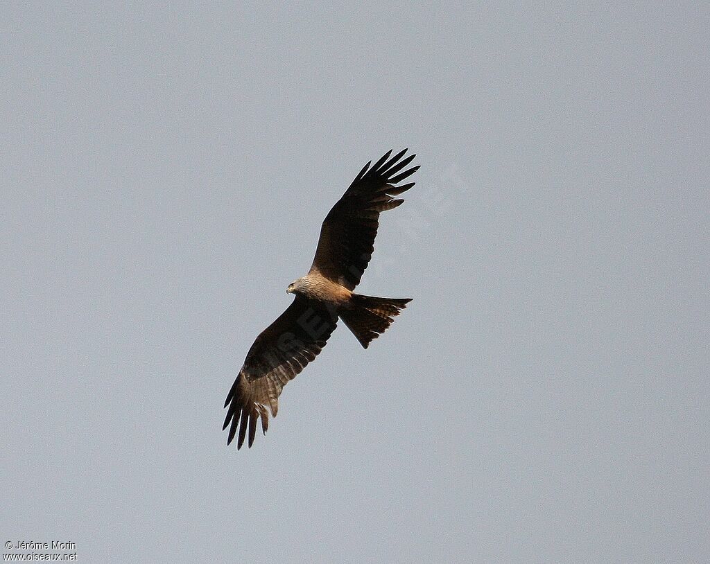 Black Kiteadult, Flight