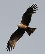 Black Kite