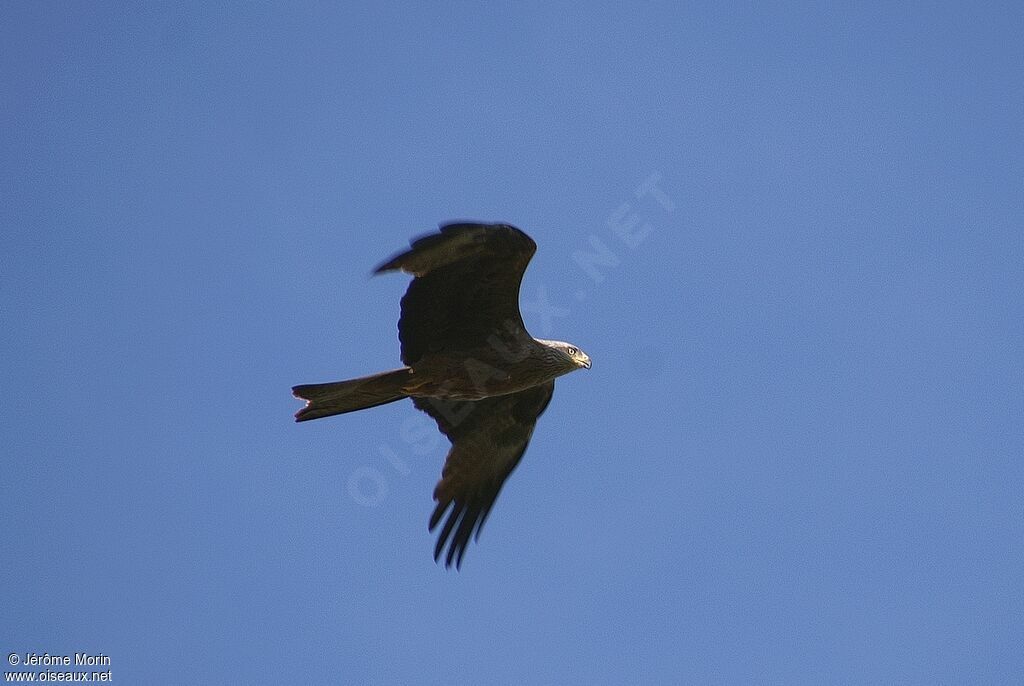 Black Kiteadult, Flight