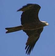 Black Kite