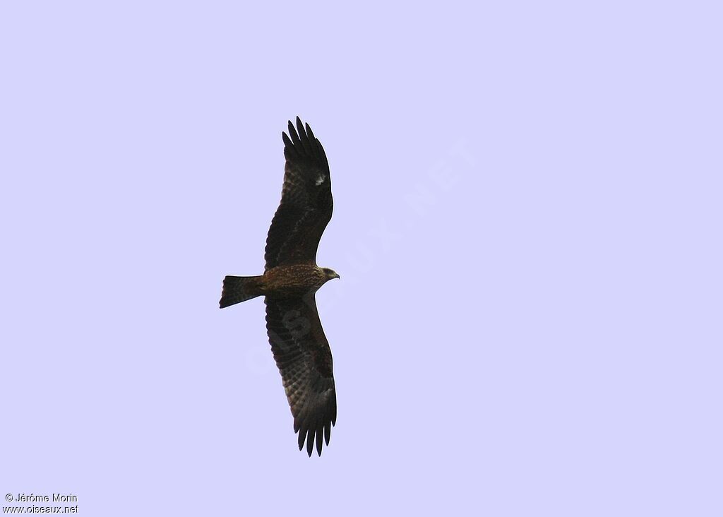 Black Kiteadult, Flight