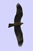 Black Kite