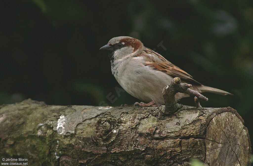 Moineau domestique mâle adulte, identification