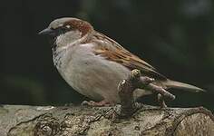 Moineau domestique