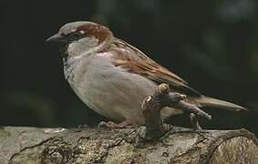 House Sparrow