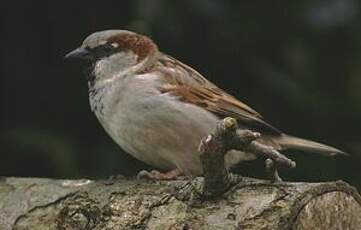 Moineau domestique