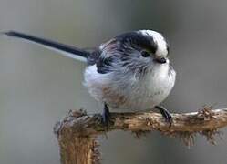 Long-tailed Tit