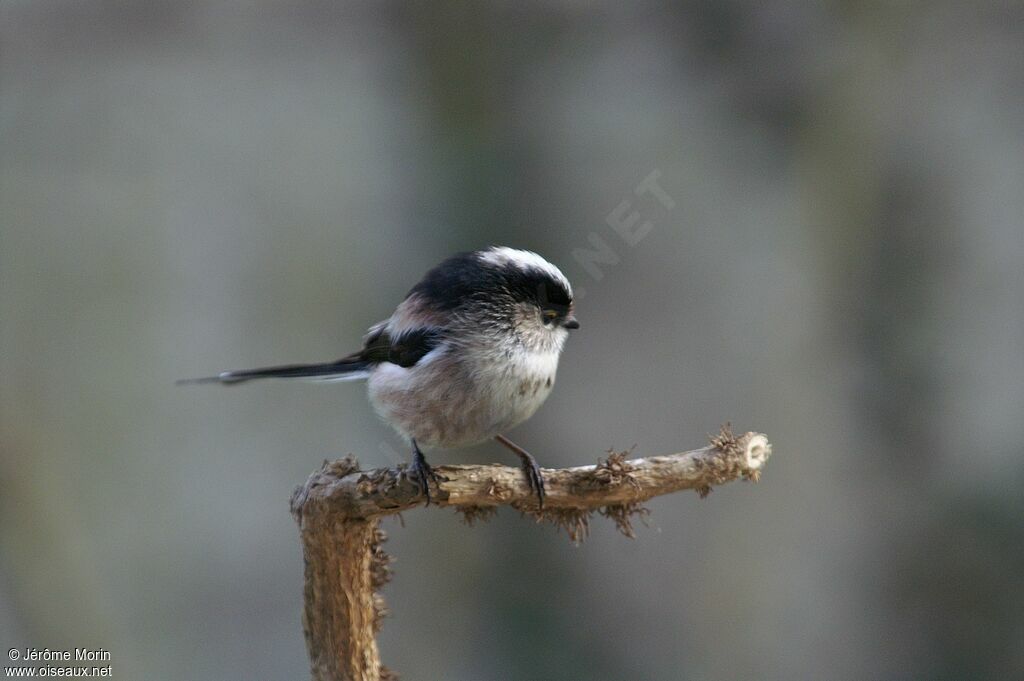 Long-tailed Titadult, identification