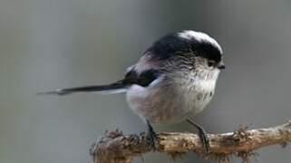 Long-tailed Tit