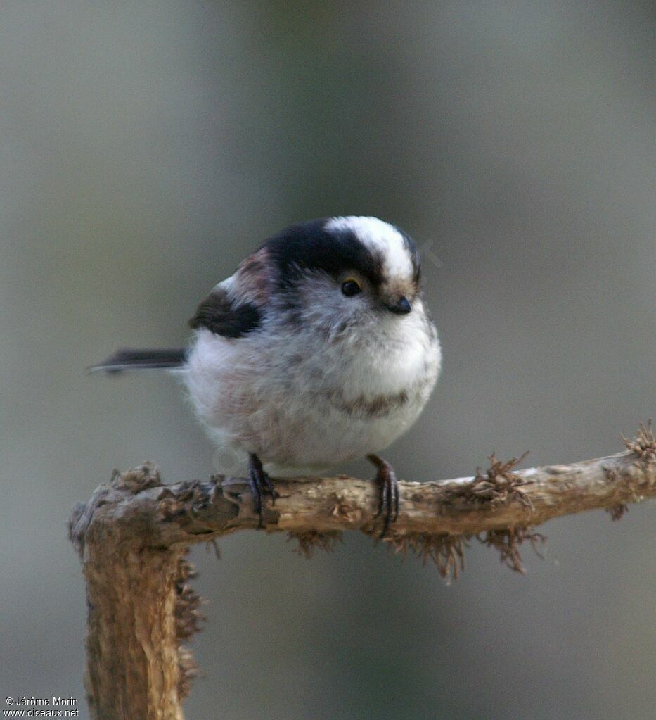 Long-tailed Titadult, identification