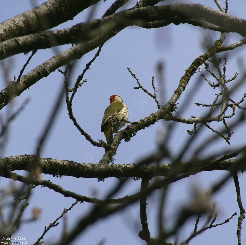 Pic vert mâle adulte, identification