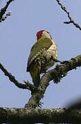 European Green Woodpecker