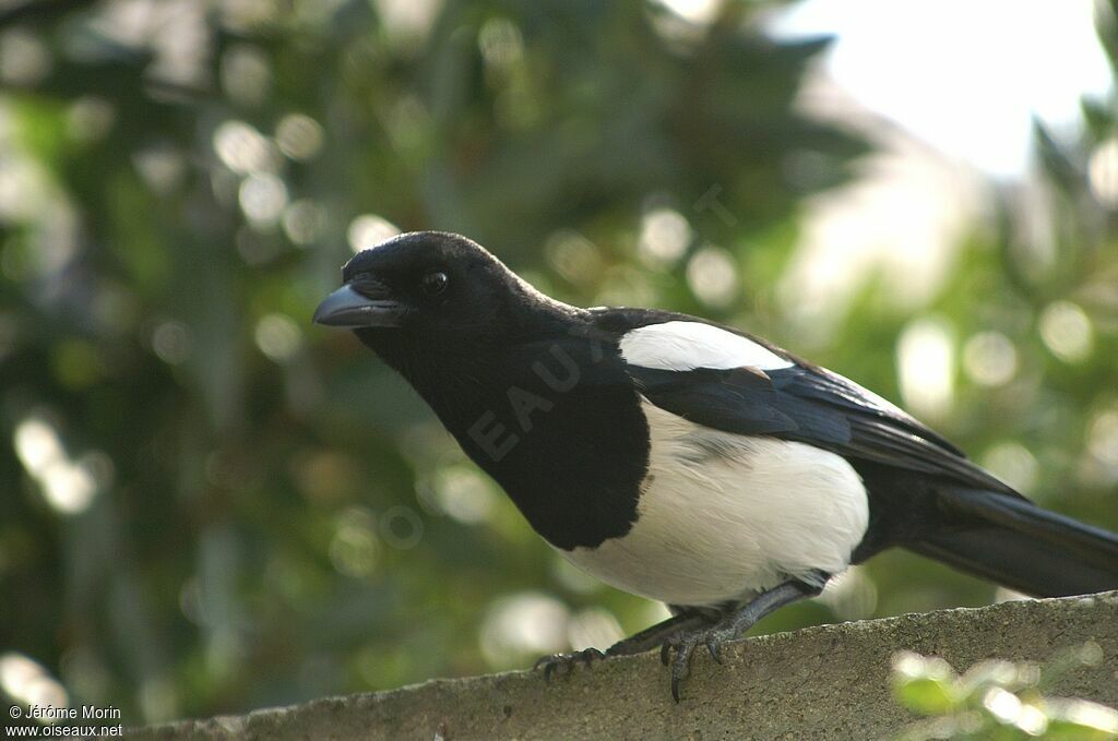 Eurasian Magpieadult, identification