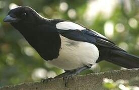 Eurasian Magpie