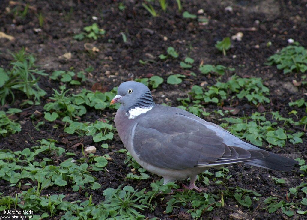 Common Wood Pigeonadult, identification