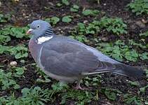 Pigeon ramier